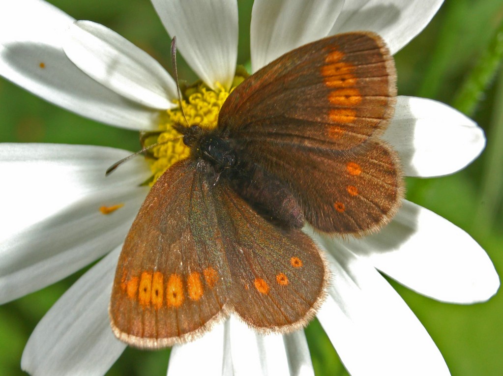 Erebia dagli occhi a mandorla: Erebia alberganus