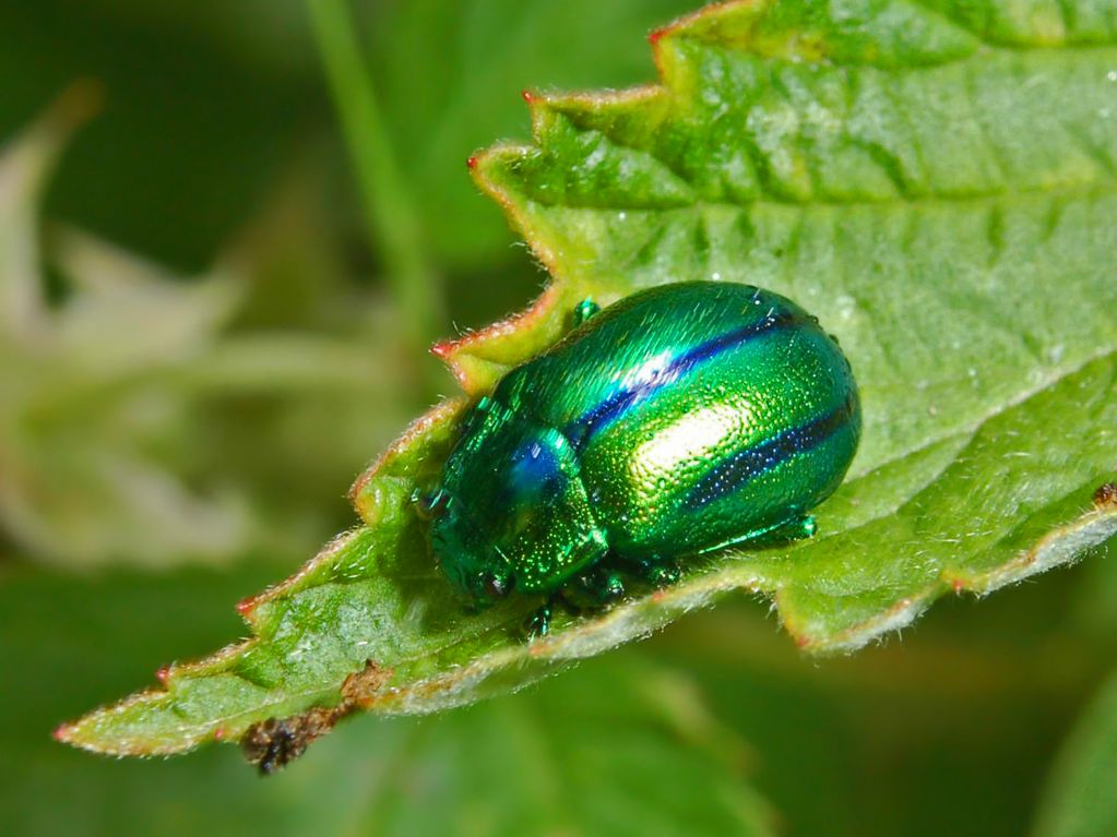 Chrysolina fastuosa? >>> Oreina gloriosa