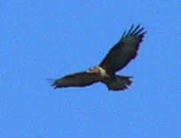 urla disumane dal cielo
