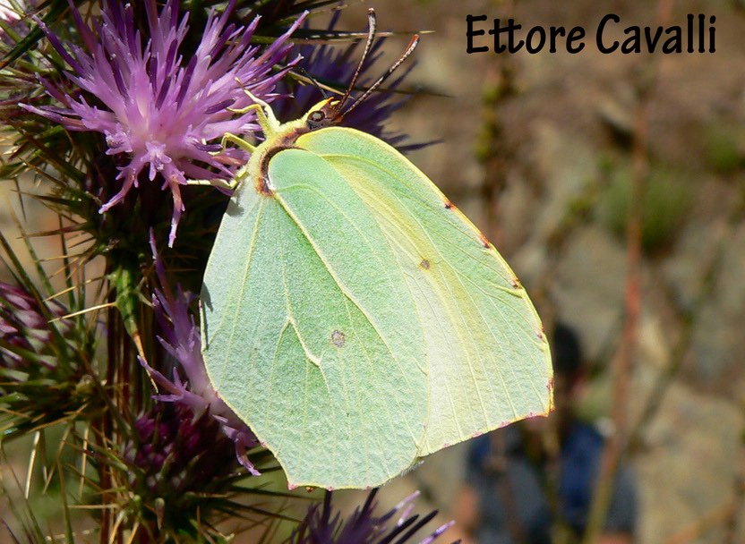 Farfalle dalla Sardegna