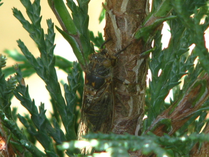 cicala Lyristes plebejus