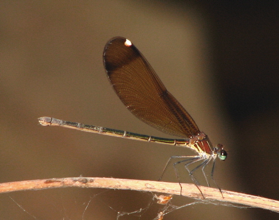 Calopteryx virgo meridionalis e C. haemorrhoidalis (Odonata)