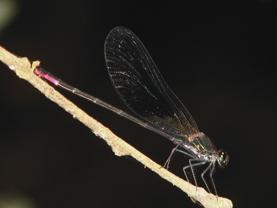 Calopteryx virgo meridionalis e C. haemorrhoidalis (Odonata)