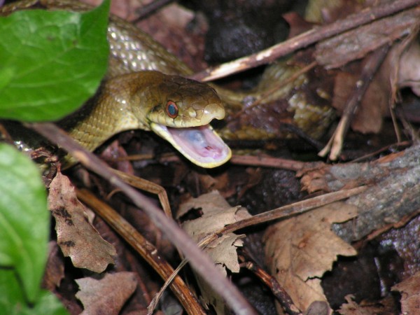 Colubro d''Esculapio  (Zamenis lineatus)