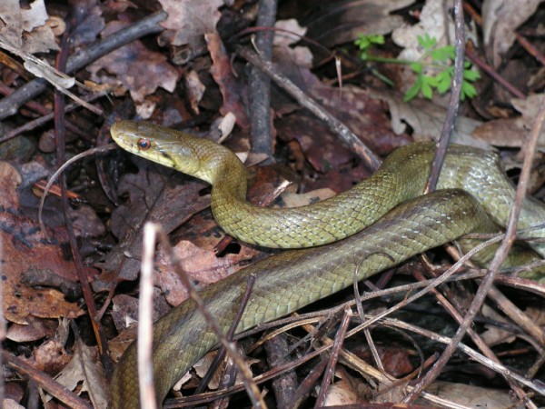 Colubro d''Esculapio  (Zamenis lineatus)