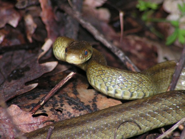 Colubro d''Esculapio  (Zamenis lineatus)