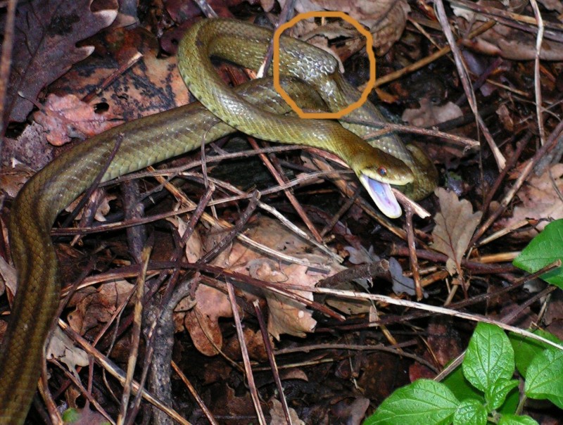 Colubro d''Esculapio  (Zamenis lineatus)