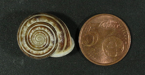 Eobania vermiculata - Lipari