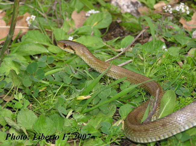 Che specie  ? Zamenis lineatus