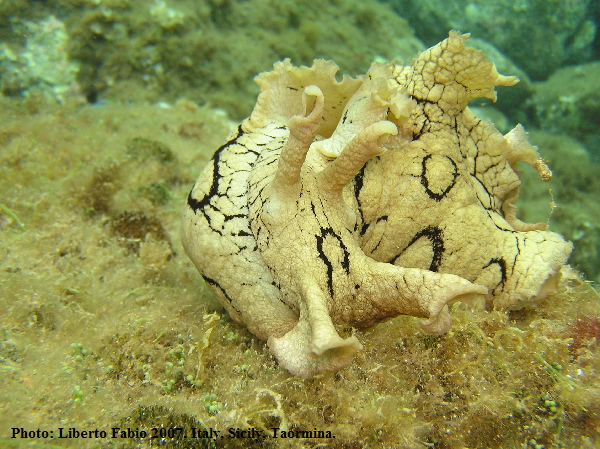 Mollusca - Aplysia dactylomela Rang, 1828