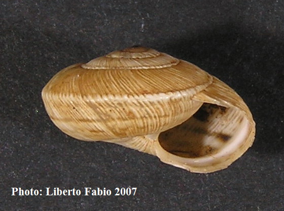 Cernuella (Cernuella) rugosa (Lamarck, 1822)