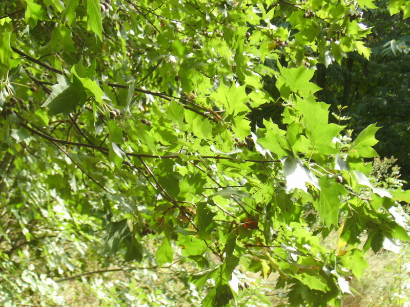 Sorbus torminalis / Ciavardello, Sorbo torminale