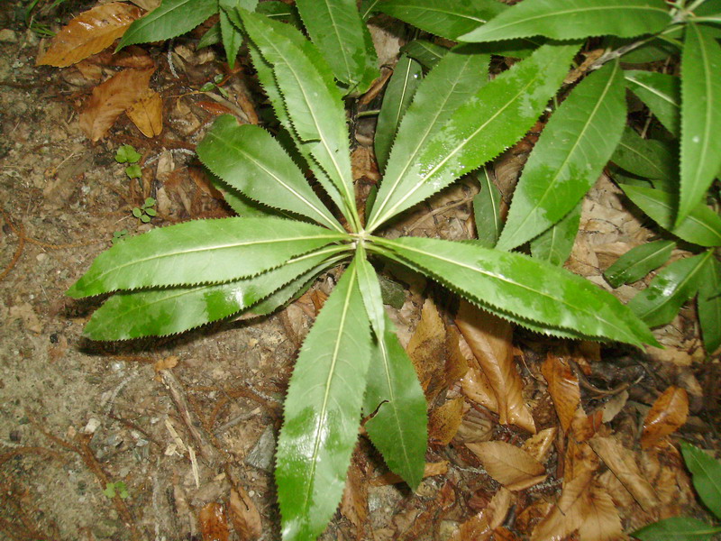 Senecio ovatus (=Senecio fuchsii) / Senecione di Fuchs