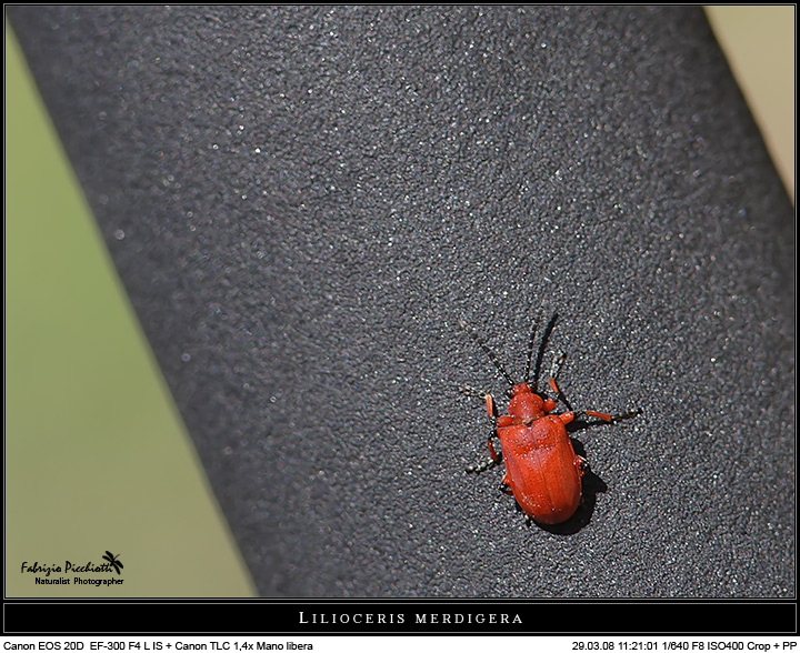 La rossa... on the road!