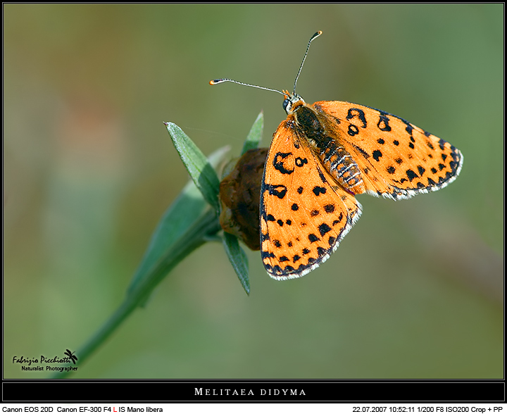 Melitaea didyma