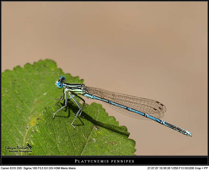 Platicnemis 2