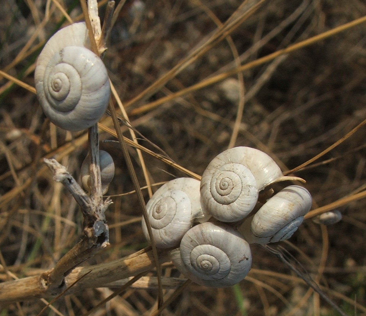 Hygromiidae (?) xerofila dai M.Berici (VI). Da determinare