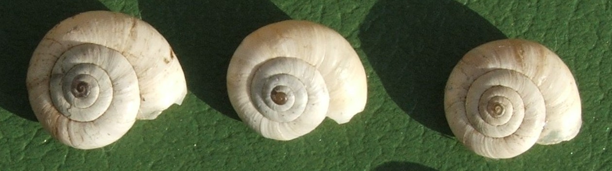 Hygromiidae (?) xerofila dai M.Berici (VI). Da determinare
