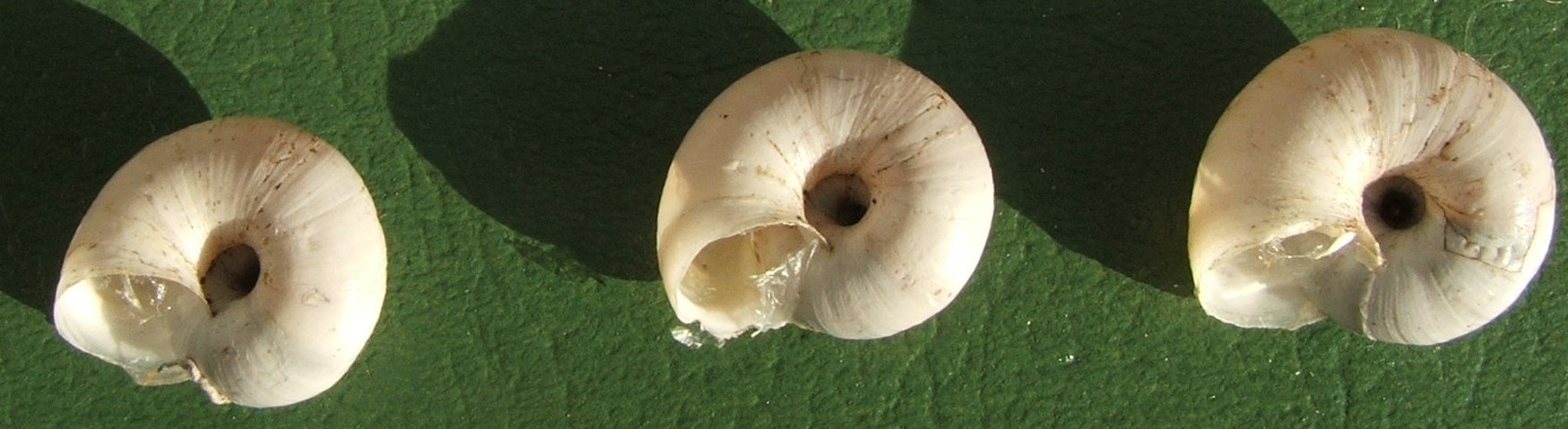 Hygromiidae (?) xerofila dai M.Berici (VI). Da determinare