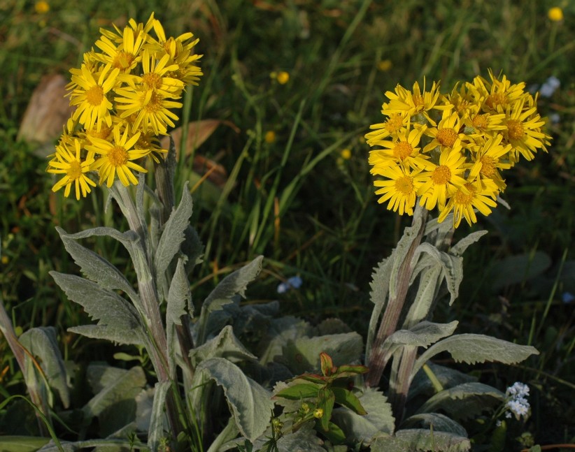 Tephroseris sp.