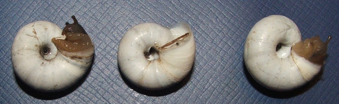 Hygromiidae (?) xerofila dai M.Berici (VI). Da determinare