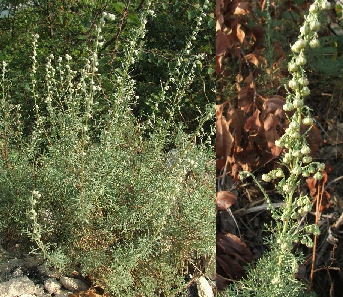 Artemisia campestris / Assenzio di campo