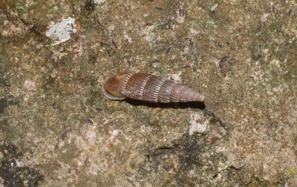 Charpentieria (Itala) itala baldensis (Charpentier, 1852)