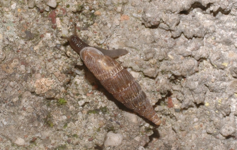 Charpentieria (Itala) itala baldensis (Charpentier, 1852)