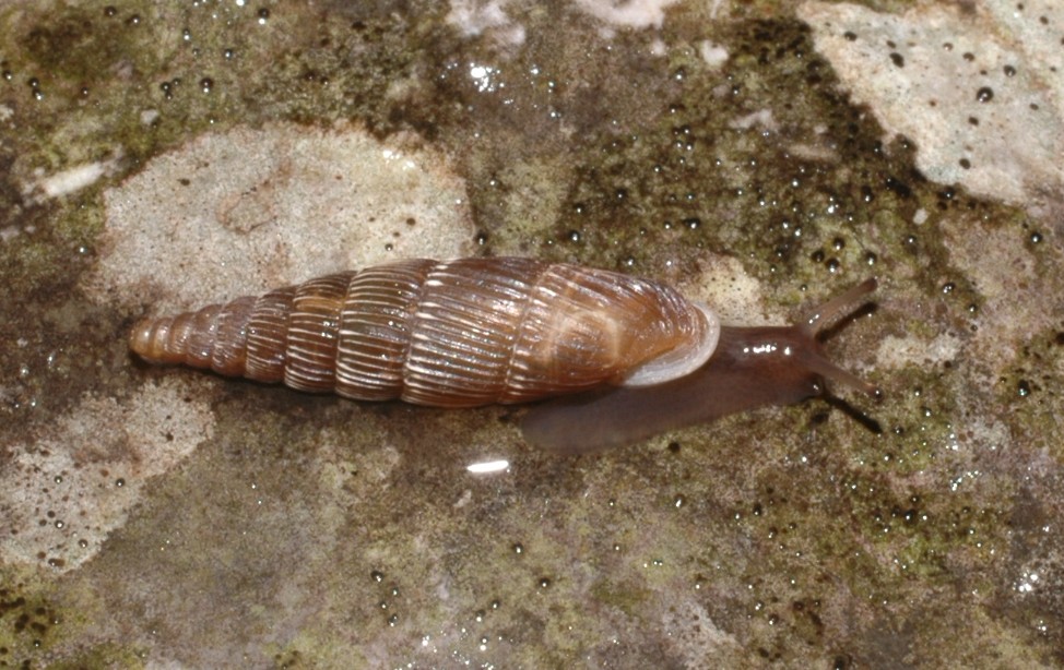 Charpentieria (Itala) itala baldensis (Charpentier, 1852)