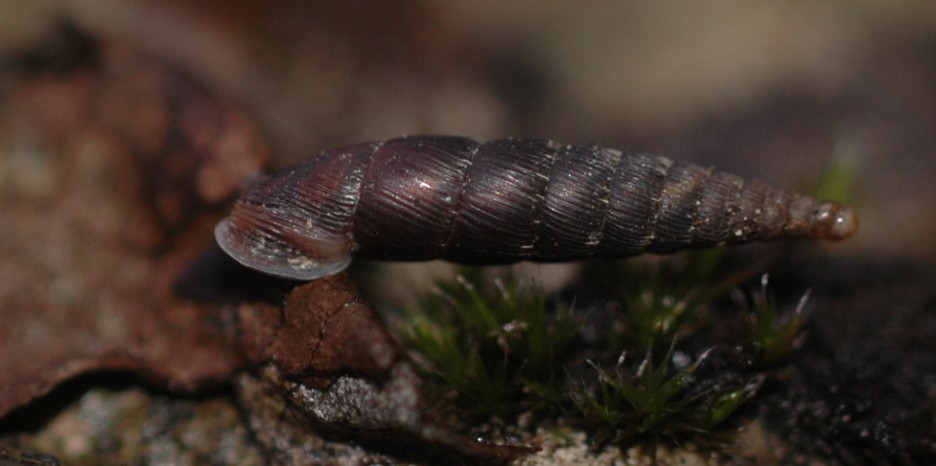 Charpentieria itala itala?