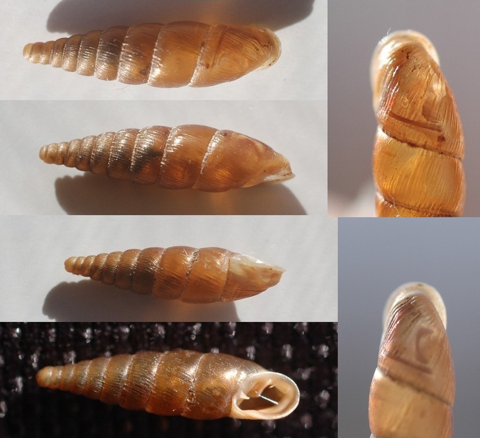 una piccola Charpentieria