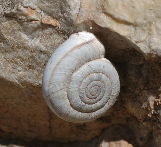 Chilostoma (Chilostoma) cingulatum hermesianum (Pini, 1874)