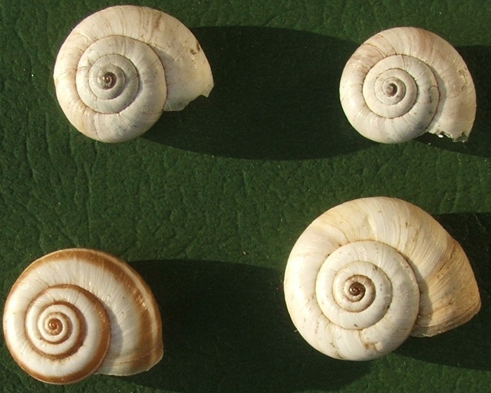 Hygromiidae (?) xerofila dai M.Berici (VI). Da determinare