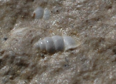fossili di molluschi terrestri e dulciaquicoli