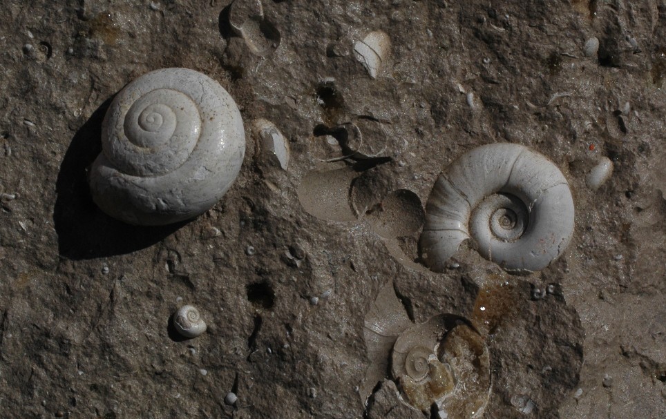 fossili di molluschi terrestri e dulciaquicoli