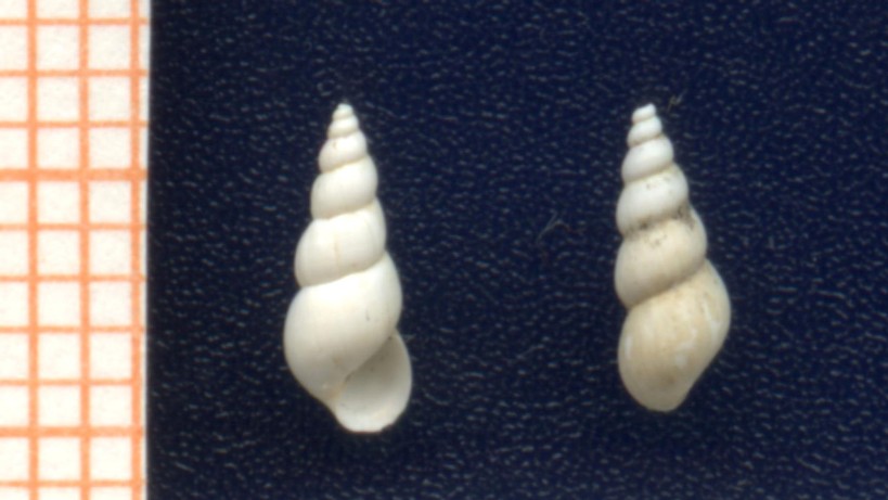 Heleobia aponensis (Martens, 1858)