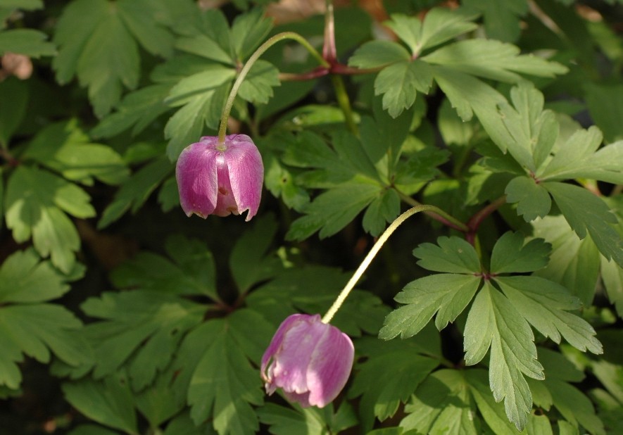 Anemonoides nemorosa / Anemone dei boschi