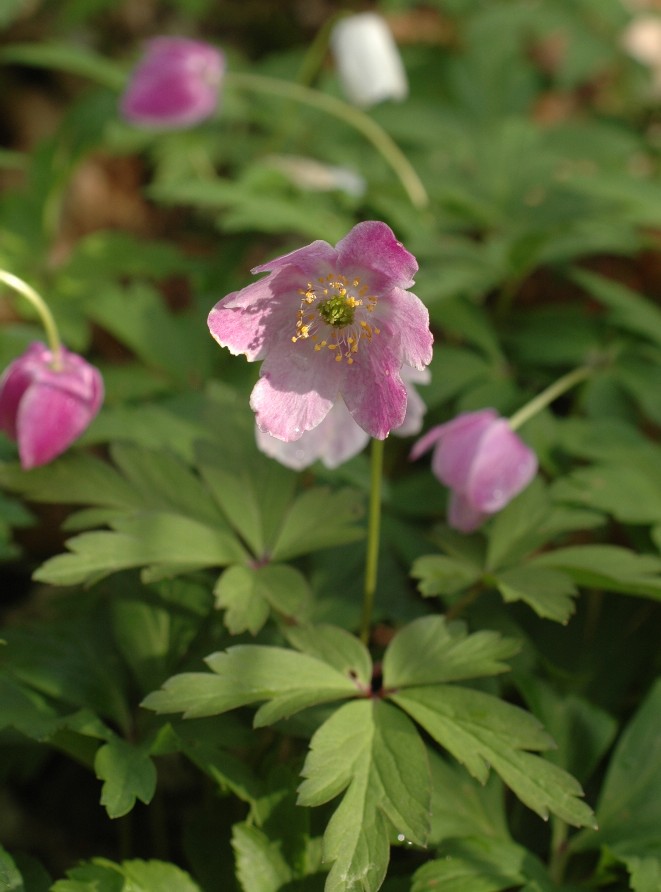 Anemonoides nemorosa / Anemone dei boschi