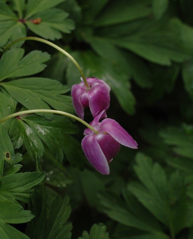 Anemonoides nemorosa / Anemone dei boschi