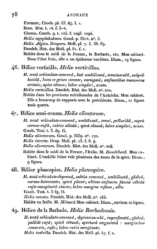 Chilostoma (Campylaea) planospira (Lamarck, 1822)