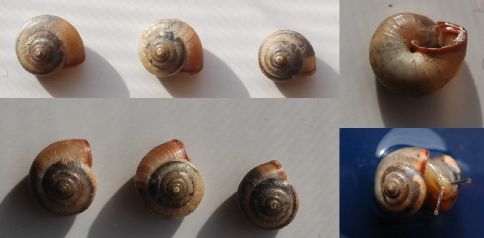 Monaca certosina