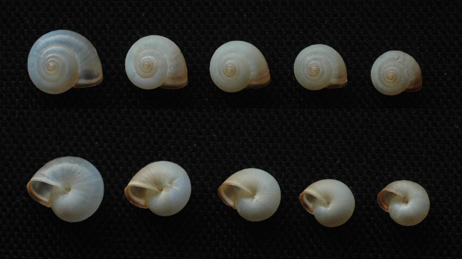 Monaca certosina