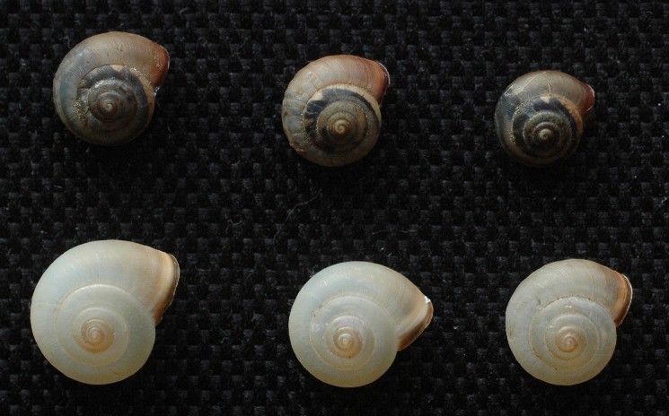 Monaca certosina