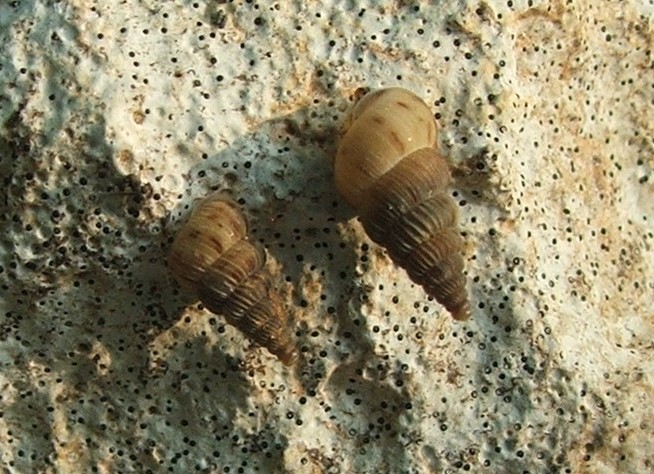 Cochlostoma villae  e considerazioni varie