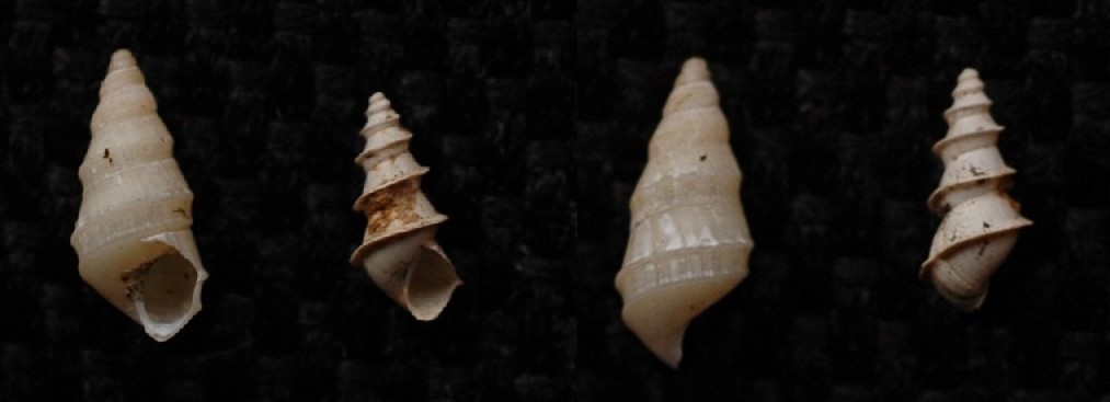 Interessante hydrobiide fossile