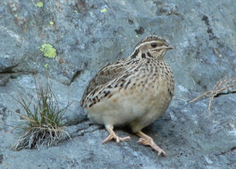 Quaglia in Valdossola