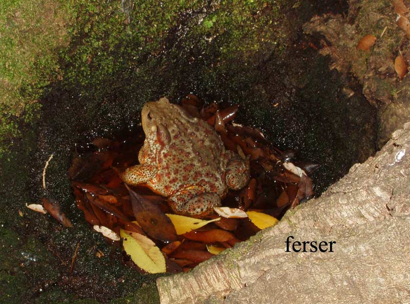 Rospo comune (Bufo bufo)