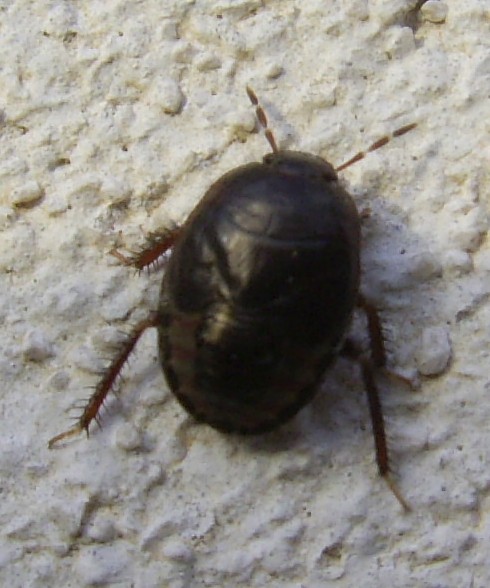 Ninfa di Macroscytus brunneus (Cydnidae)