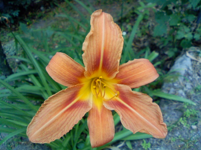 Hemerocallis fulva / Giglio di San Giuseppe