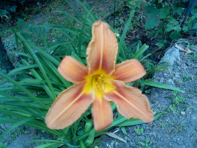 Hemerocallis fulva / Giglio di San Giuseppe